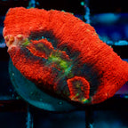 Australomussa rowleyensis frag