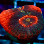 Australomussa rowleyensis frag