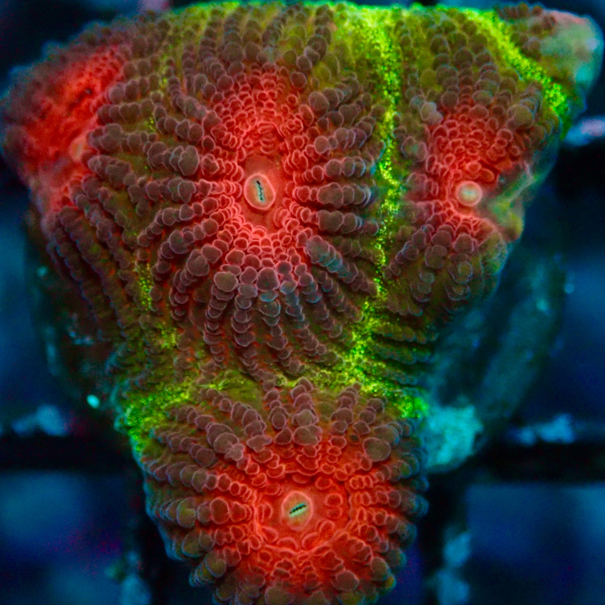 Teal Moon Favia Frag