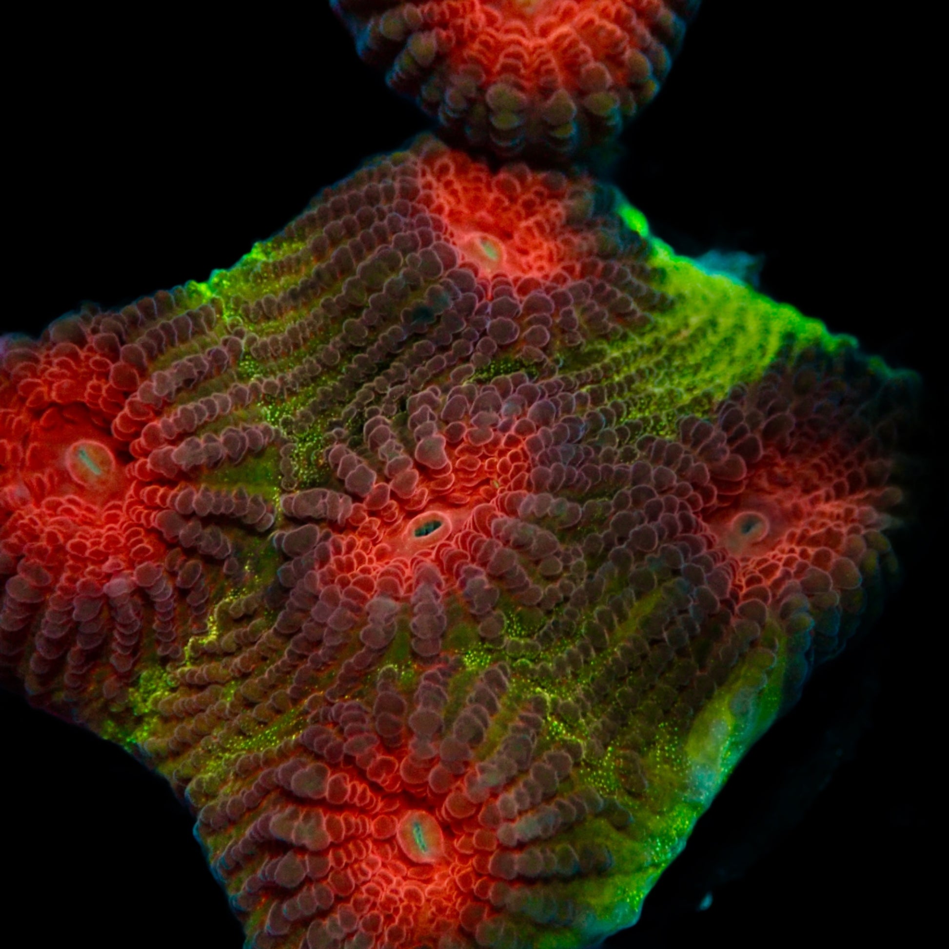 Teal Moon Favia Frag