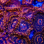Illuminati zoas Frag