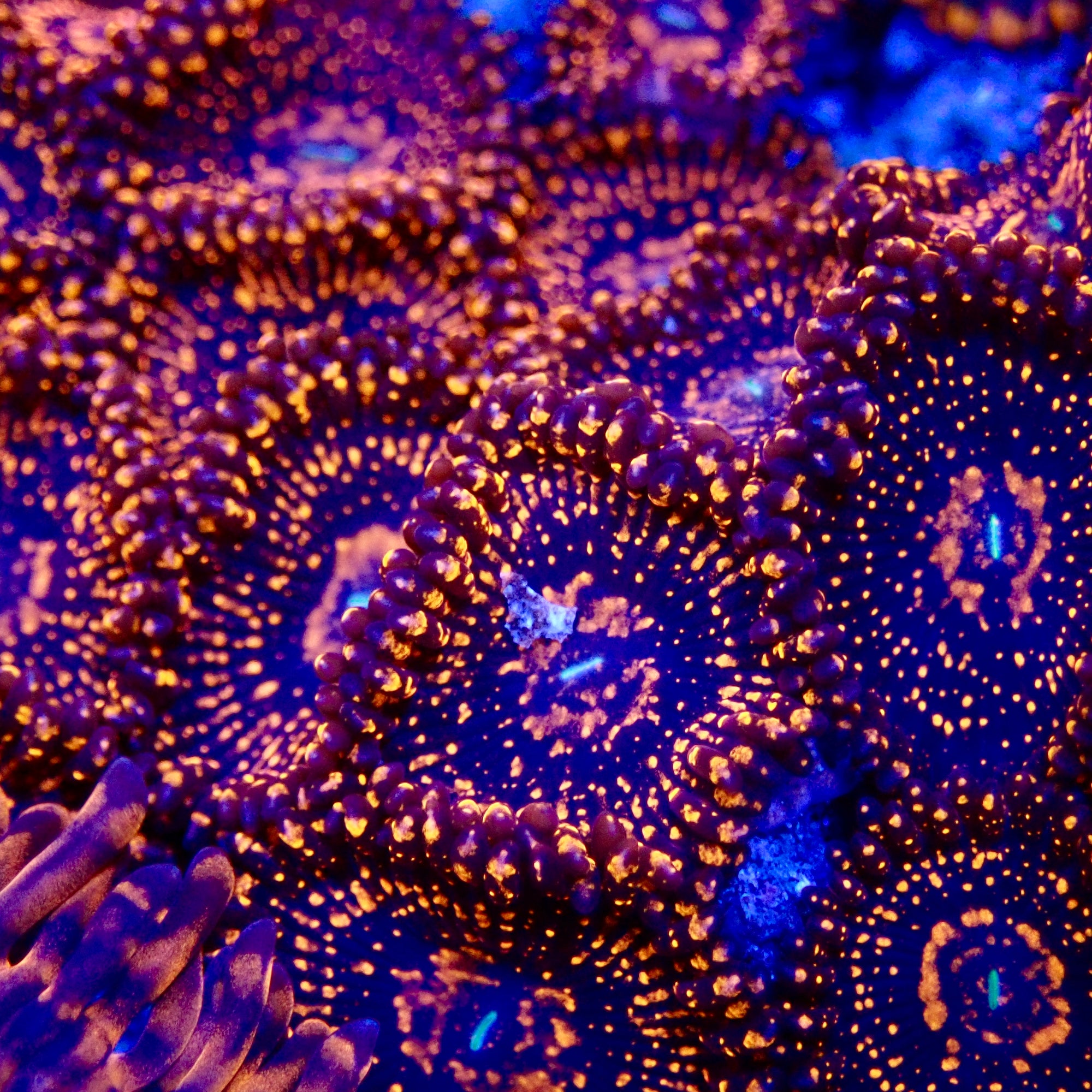 Illuminati zoas Frag