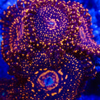 Illuminati zoas Frag