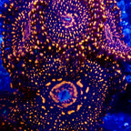 Illuminati zoas Frag