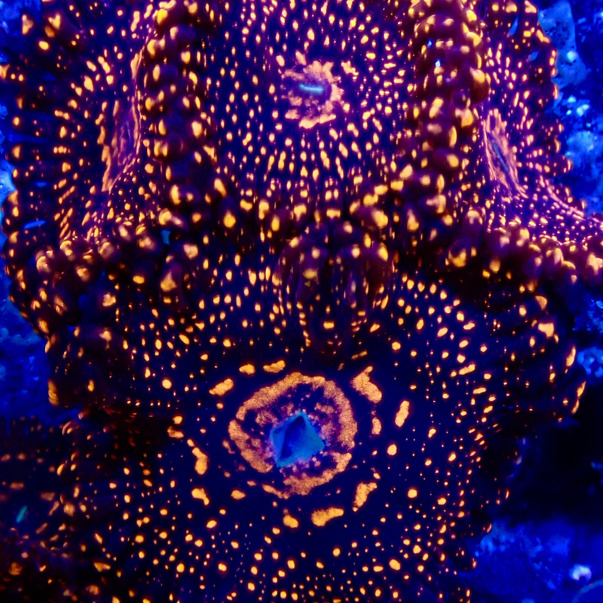 Illuminati zoas Frag