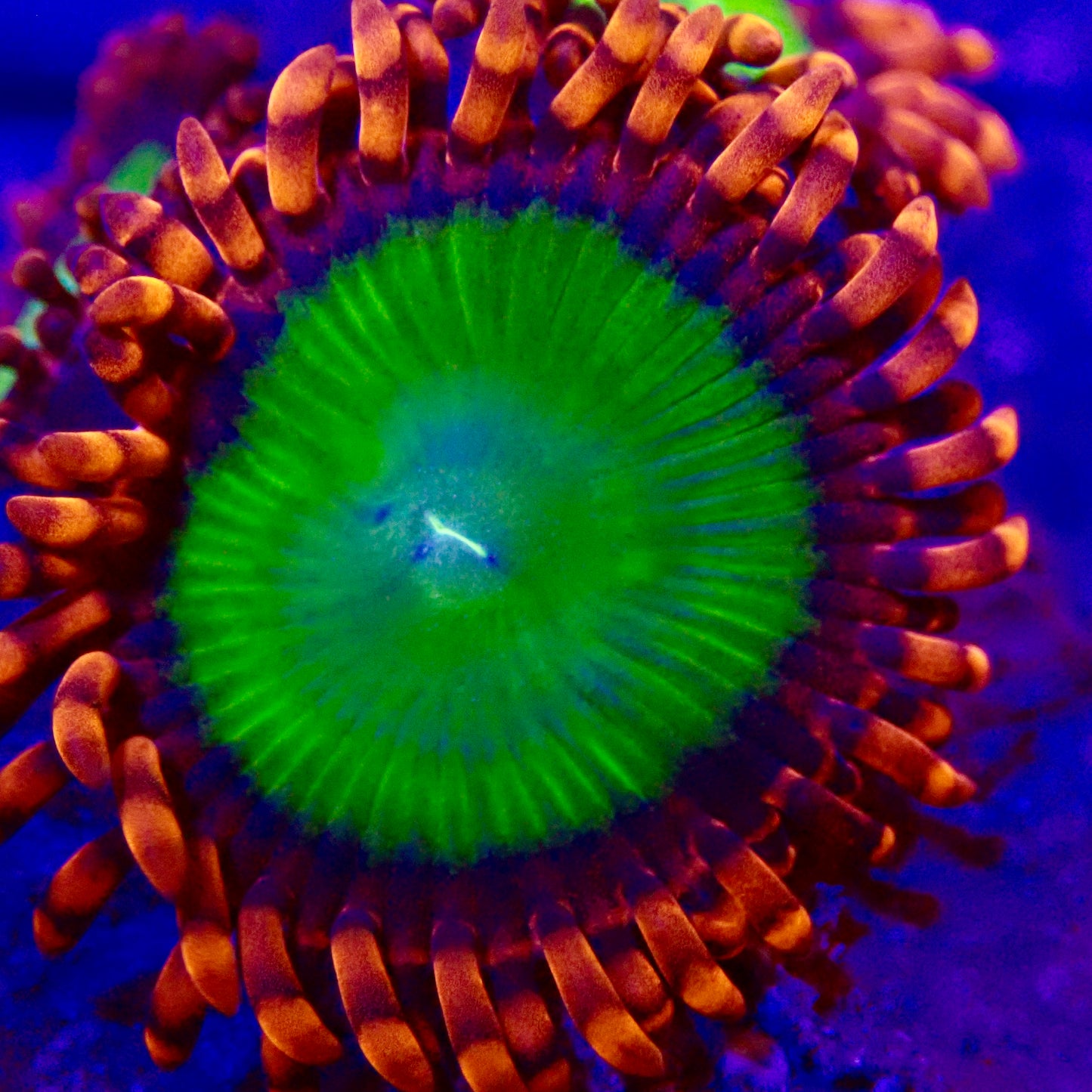 Candy Apple Red Zoanthids Per Polyp