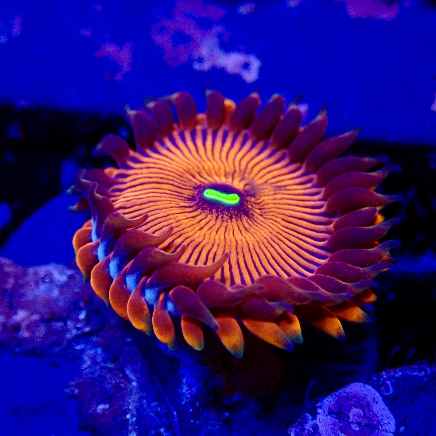 People Eater Zoanthids frag