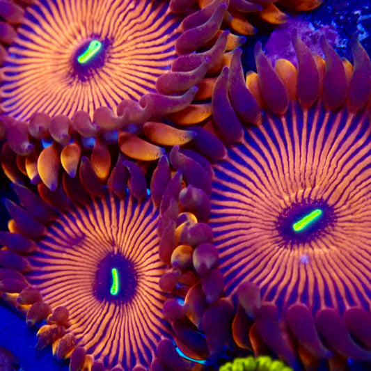 People Eater Zoanthids frag