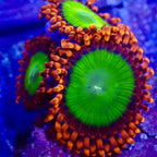 Candy Apple Red Zoanthids Per Polyp