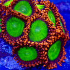 Candy Apple Red Zoanthids Per Polyp