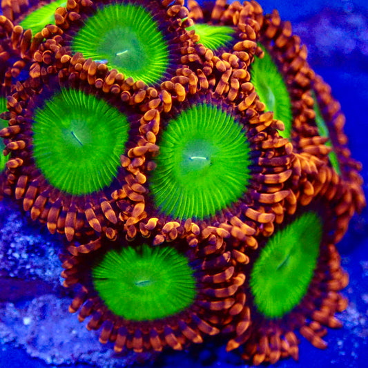 Candy Apple Red Zoanthids Per Polyp