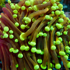 RS Golden Medusa Giganti Torch tete