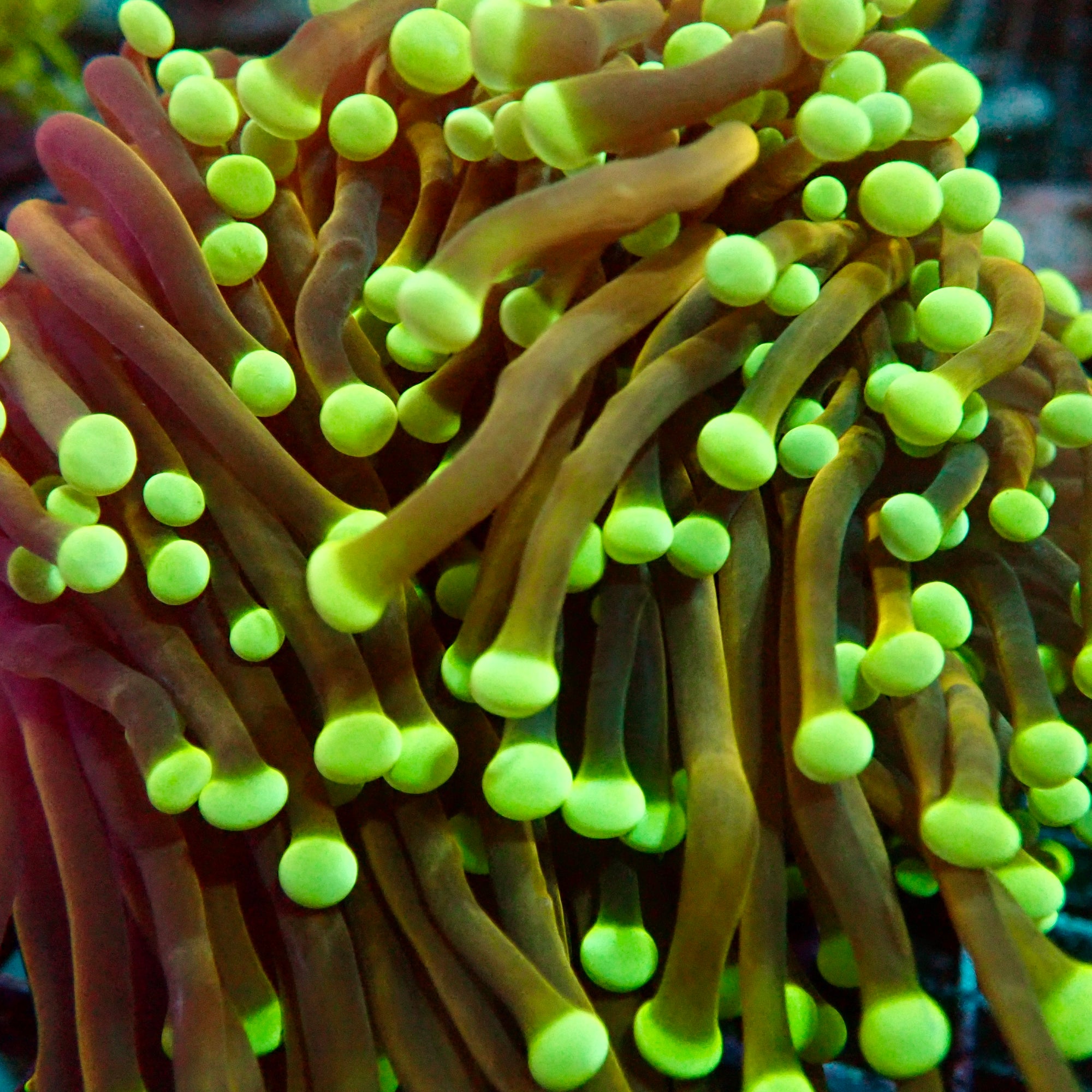 RS Golden Medusa Giganti Torch tete