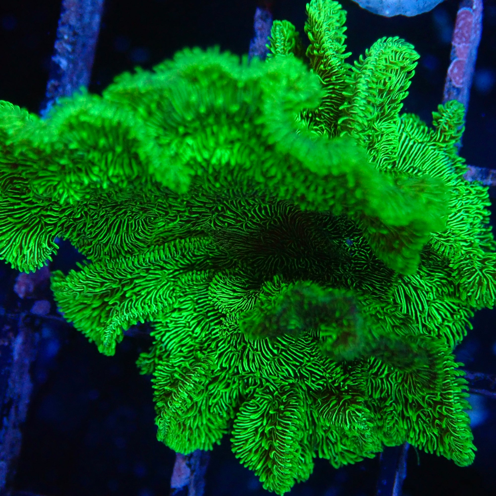 Green Pavona