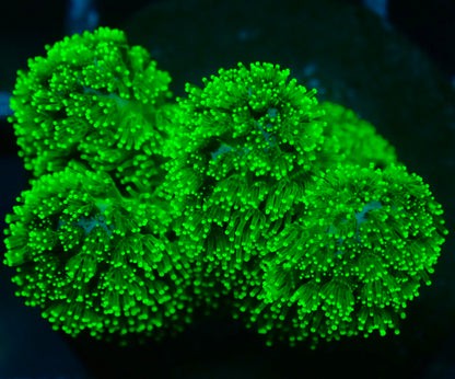 Neon Green Pocillopora
