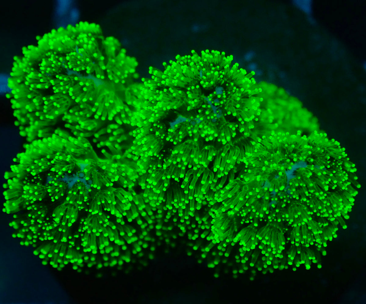 Neon Green Pocillopora Small