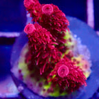 Red Planet Acropora