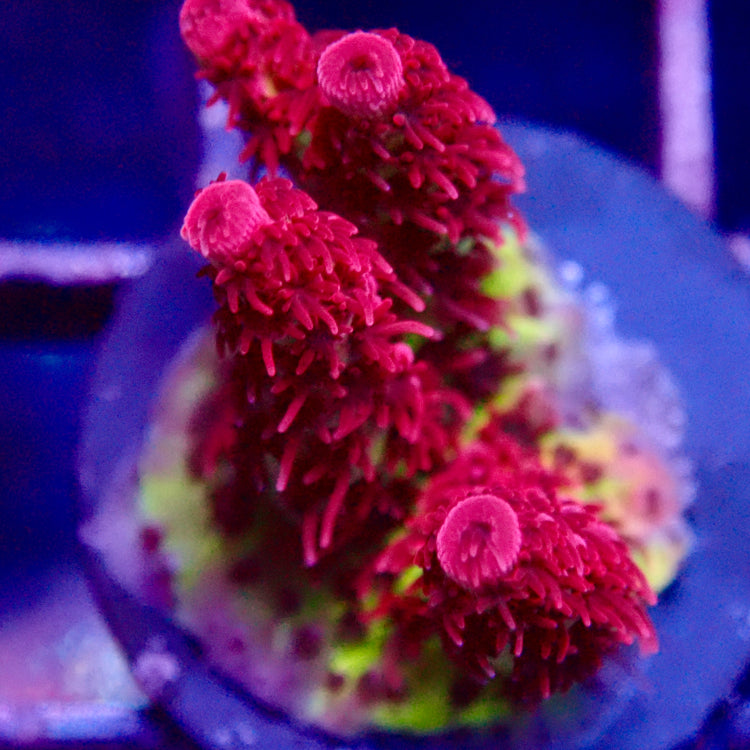 Red Planet Acropora