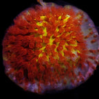 Burning Banana Stylocoeniella