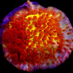 Burning Banana Stylocoeniella