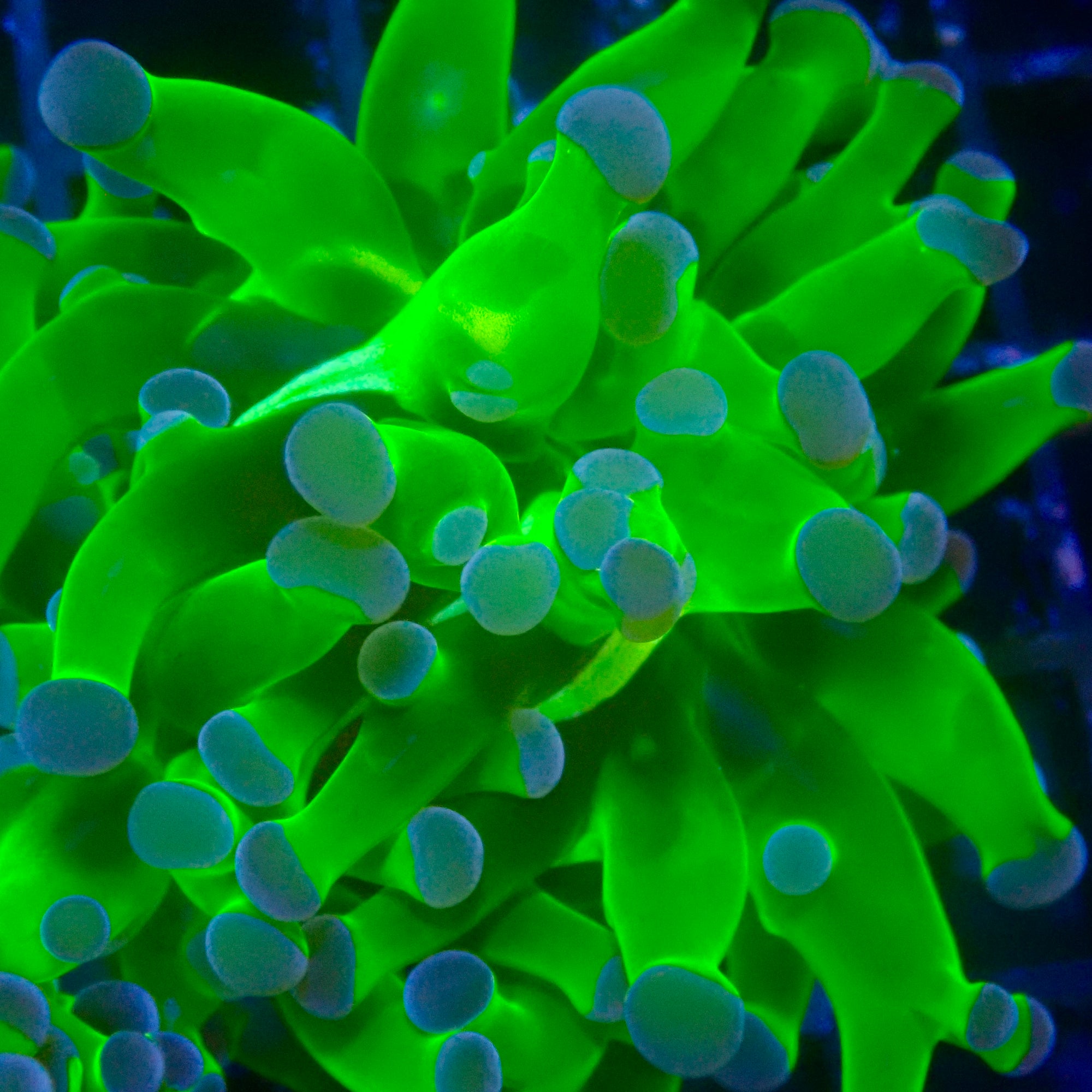 Green Frogspawn par tête