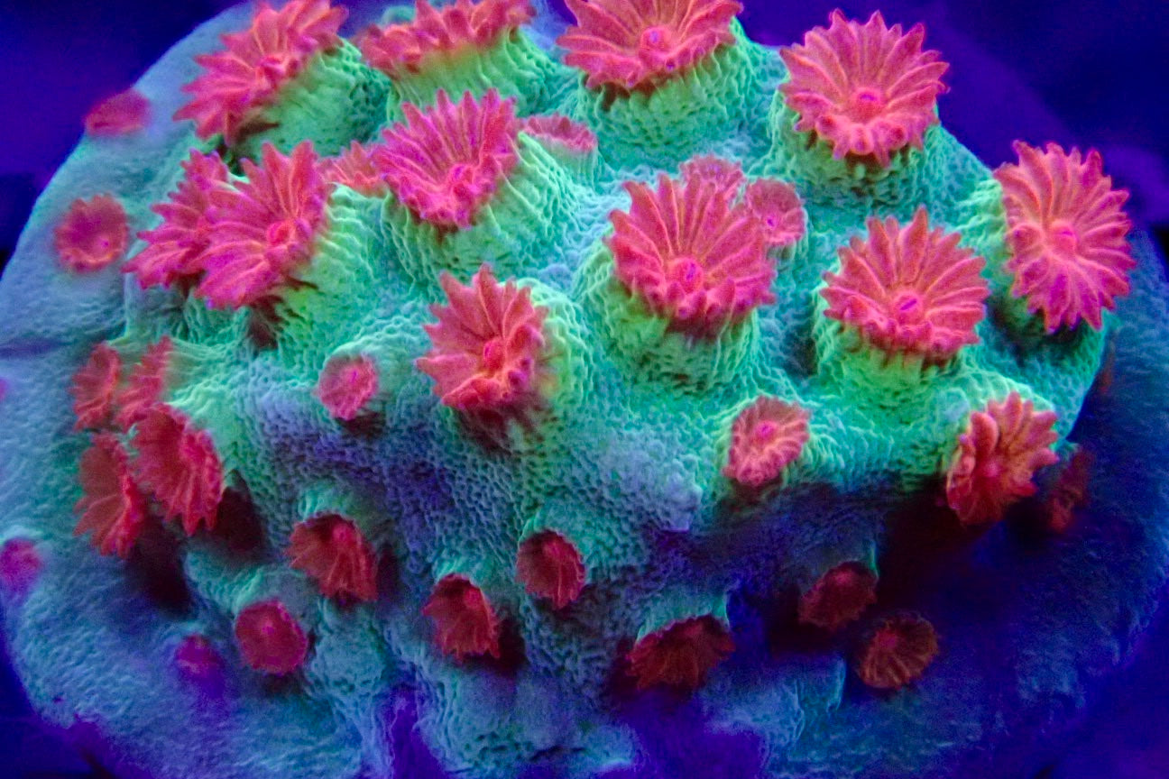 Meteor Shower Cyphastrea