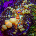 PowerBall Bounce Mushroom