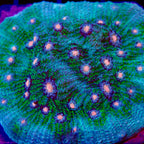 Pinky Pie Chalice Medium colony