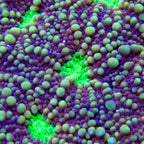 Acanthastrea Echinata Coral - Purple Neon eye