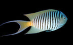 Genicanthus Angel (Zebra Angelfish)
