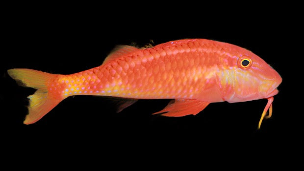Parupeneus multifasciatus (Red Goatfish)