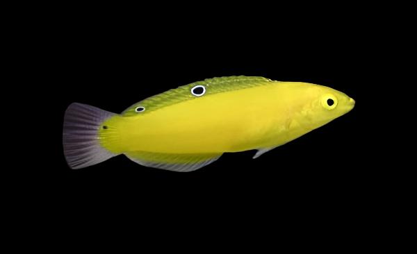 Halichoeres chrysus (Yellow Coris Wrasse)