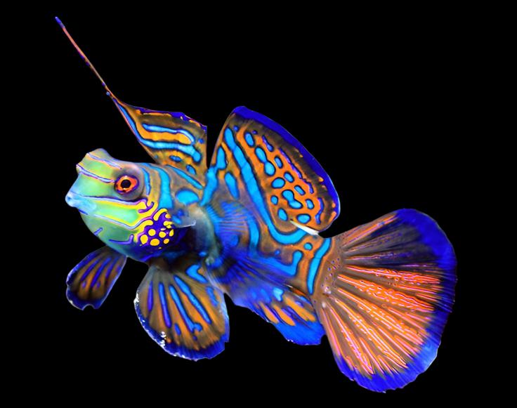 Synchiropus splendidus (Green mandarin)