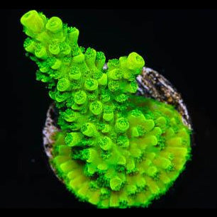 Green Slimer frag