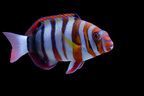 Choerodon fasciatura pacific (Harlequin Tusk Wrasse pacific) Large 4.6-5.5 inches