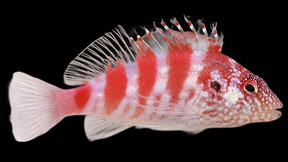 Cirrhitops fasciatus (Red Banded Hawk Fish)