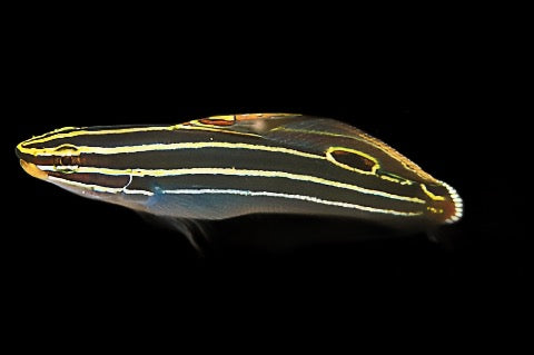 Koumansetta hectori (Hectors Goby)