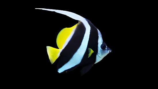 Heniochus acuminatus (Heniochus black and white) Large