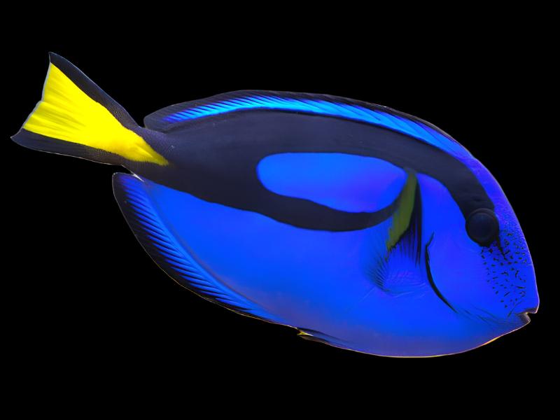 Paracanthurus hepathus (Hippo Blue tang)