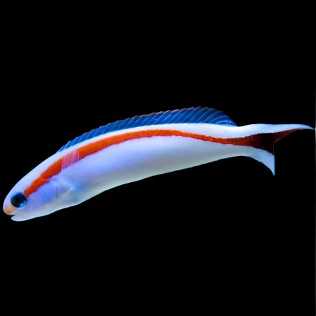 Hoplolatilus Marcosi (Redstripe Tilefish)