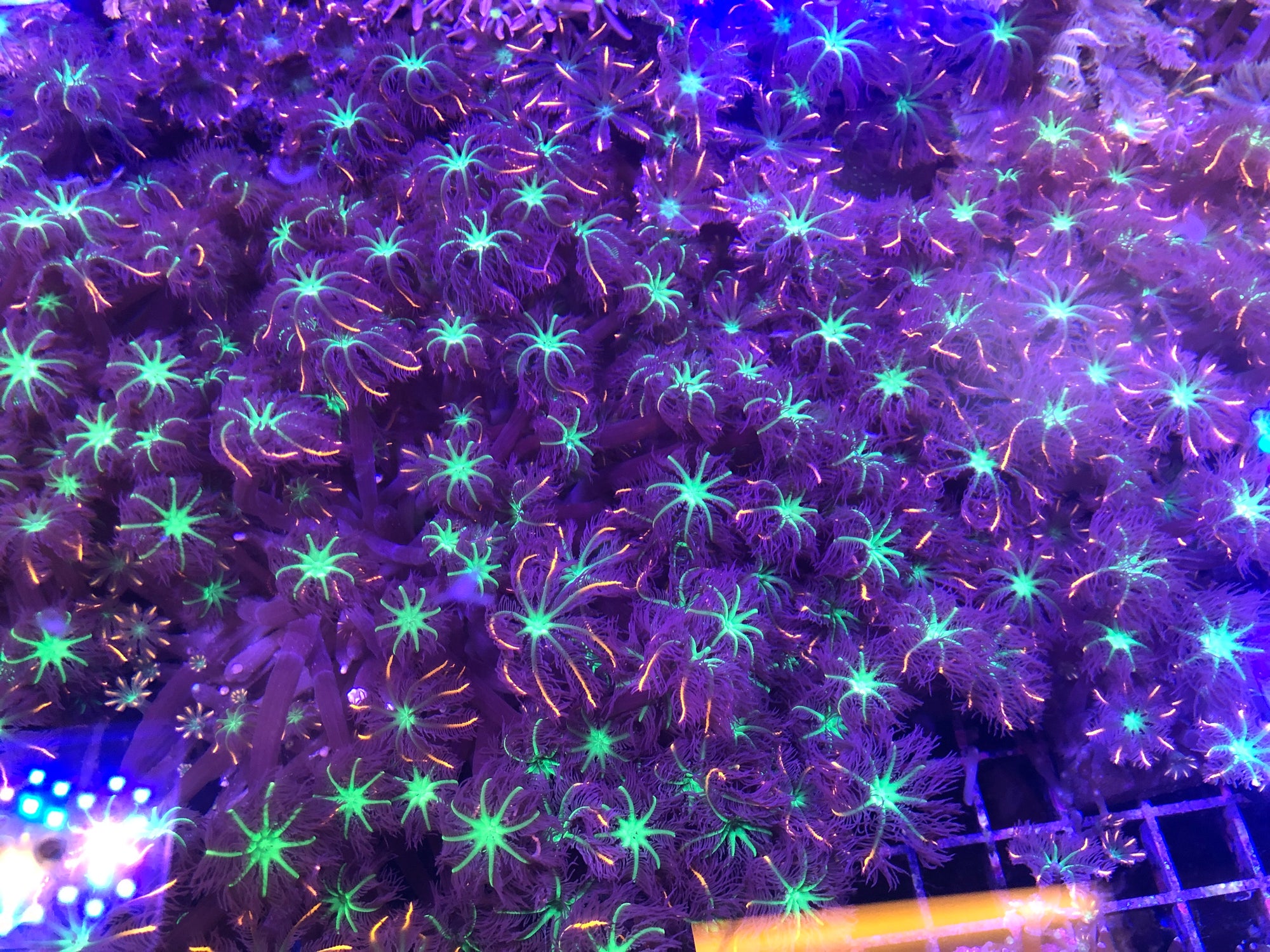 Papaya head (Clove Polyps)