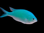 Chromis viridis (Blue-Green Chromis)