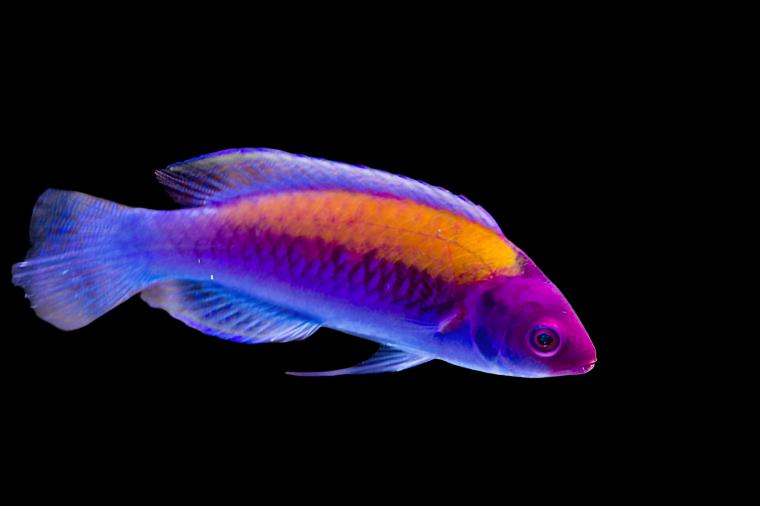 Cirrhilabrus aurantidorsalis (Orange-Back Fairy Wrasse)