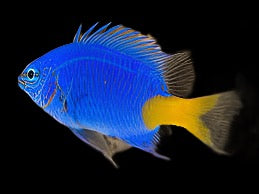 Chrysiptera Parasema (Yellowtail Damselfish)
