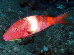 Parupeneus multifasciatus (Red Goatfish)
