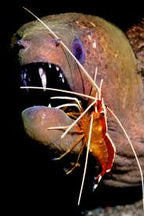 LYSMATA AMBOINENSIS (Cleaner shrimp)