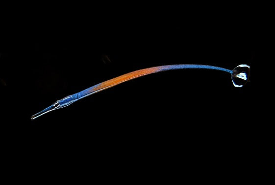 Doryrhamphus janssi (Janss' Pipefish)