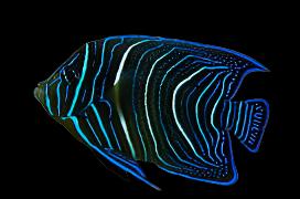 Pomacanthus xanthometopon (Blueface Angelfish)