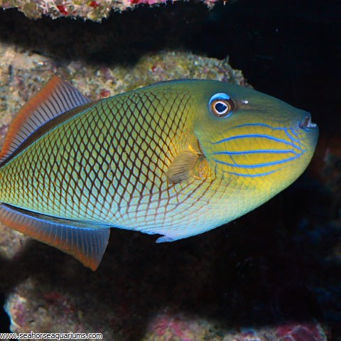 Xanthichthys mento (Crosshatch triggerfish) Femelle
