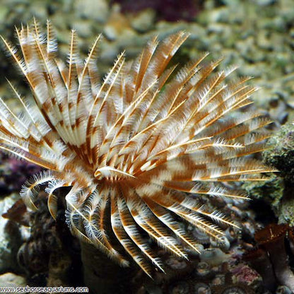 Sabellidae (Feather Duster)